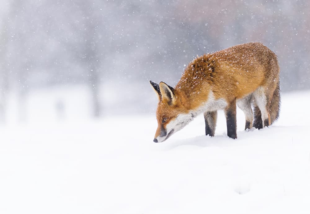 Oscar Dewhurst Foxes in falling snow