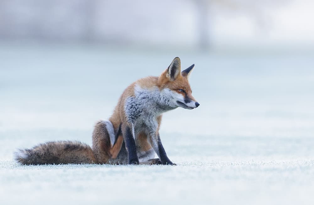 Oscar Dewhurst foxes taken lying down