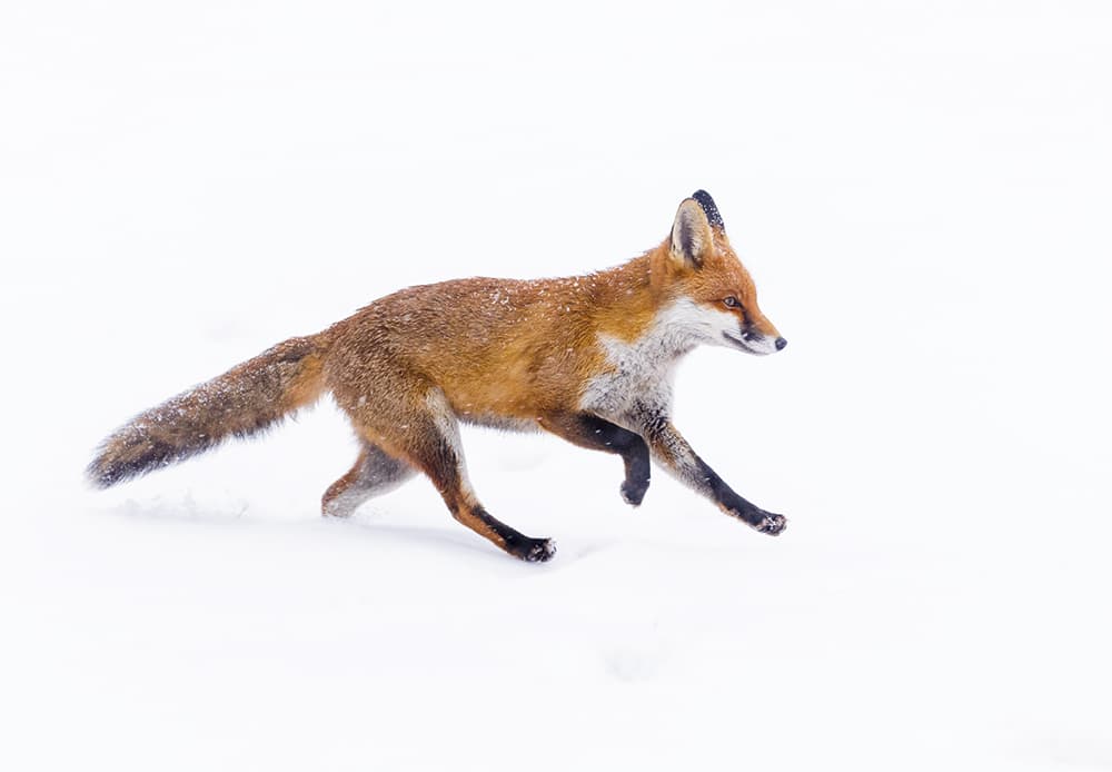 Oscar Dewhurst foxes using manual exposure