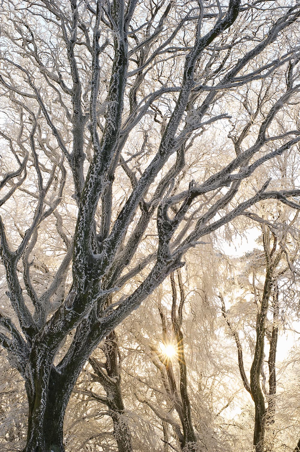 Jeremy Walker Frosted trees near Lewesdon Hill