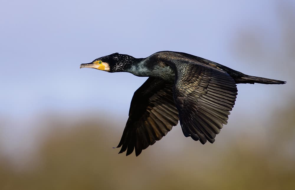 Oscar Dewhurst cormorant flying