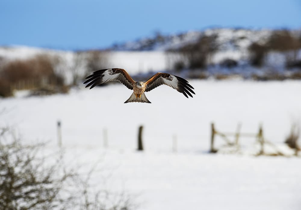 Red kite in snow