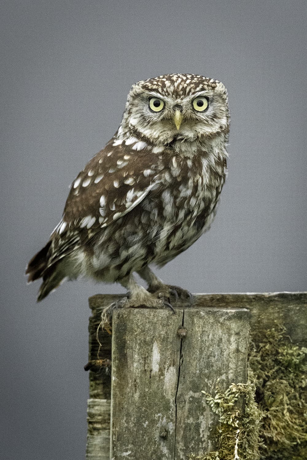 Richard Peters owl