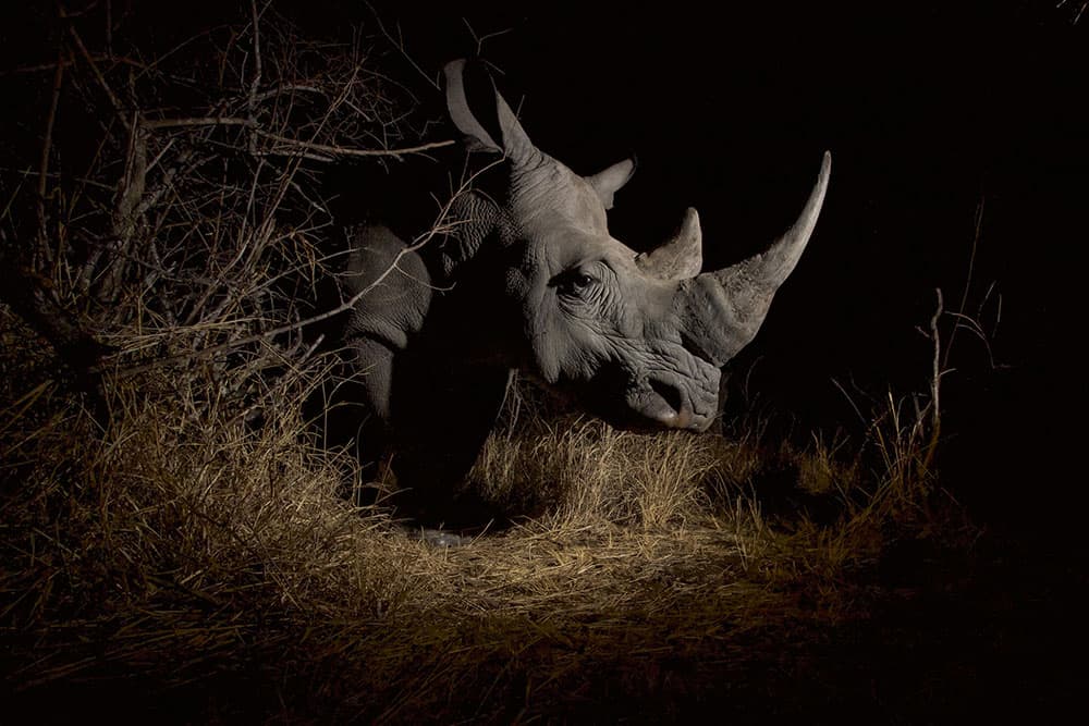 Remembering Rhinos southern white rhino at night
