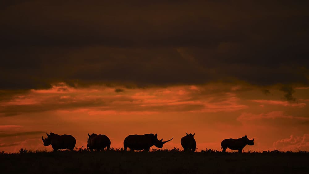 Remembering Rhinos southern white rhinos