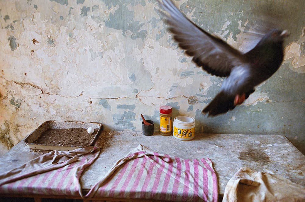 Blackbirds, Dakota, US, 2012 Rebecca Norris Webb