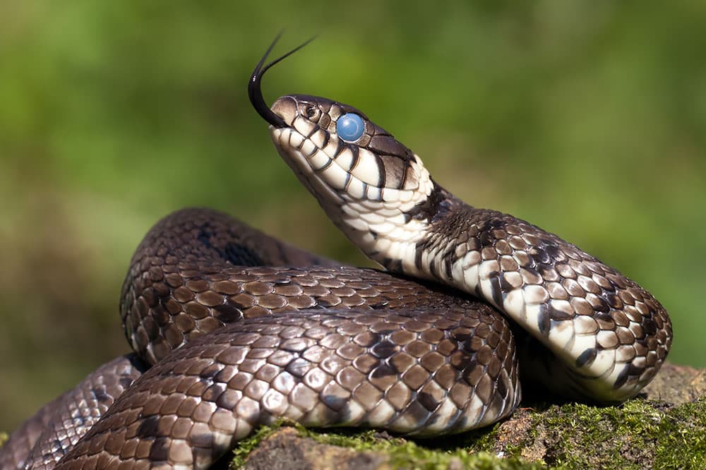 British reptiles grass snake flicking tongue