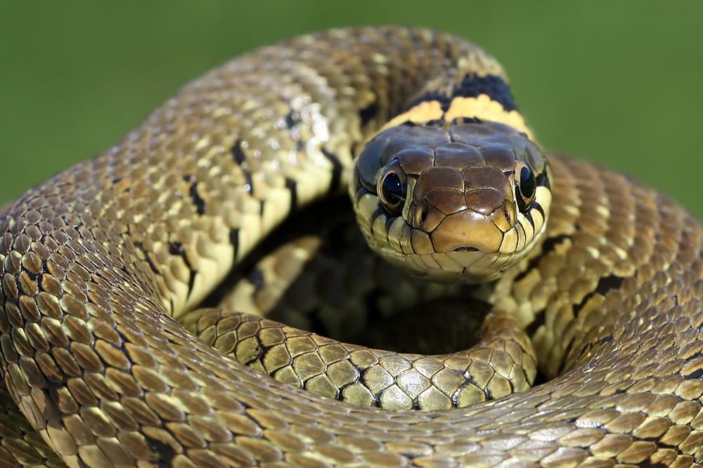 British reptiles grass snake