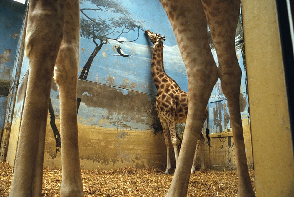 Giraffes, Paris, 2006 Rebecca Norris Webb