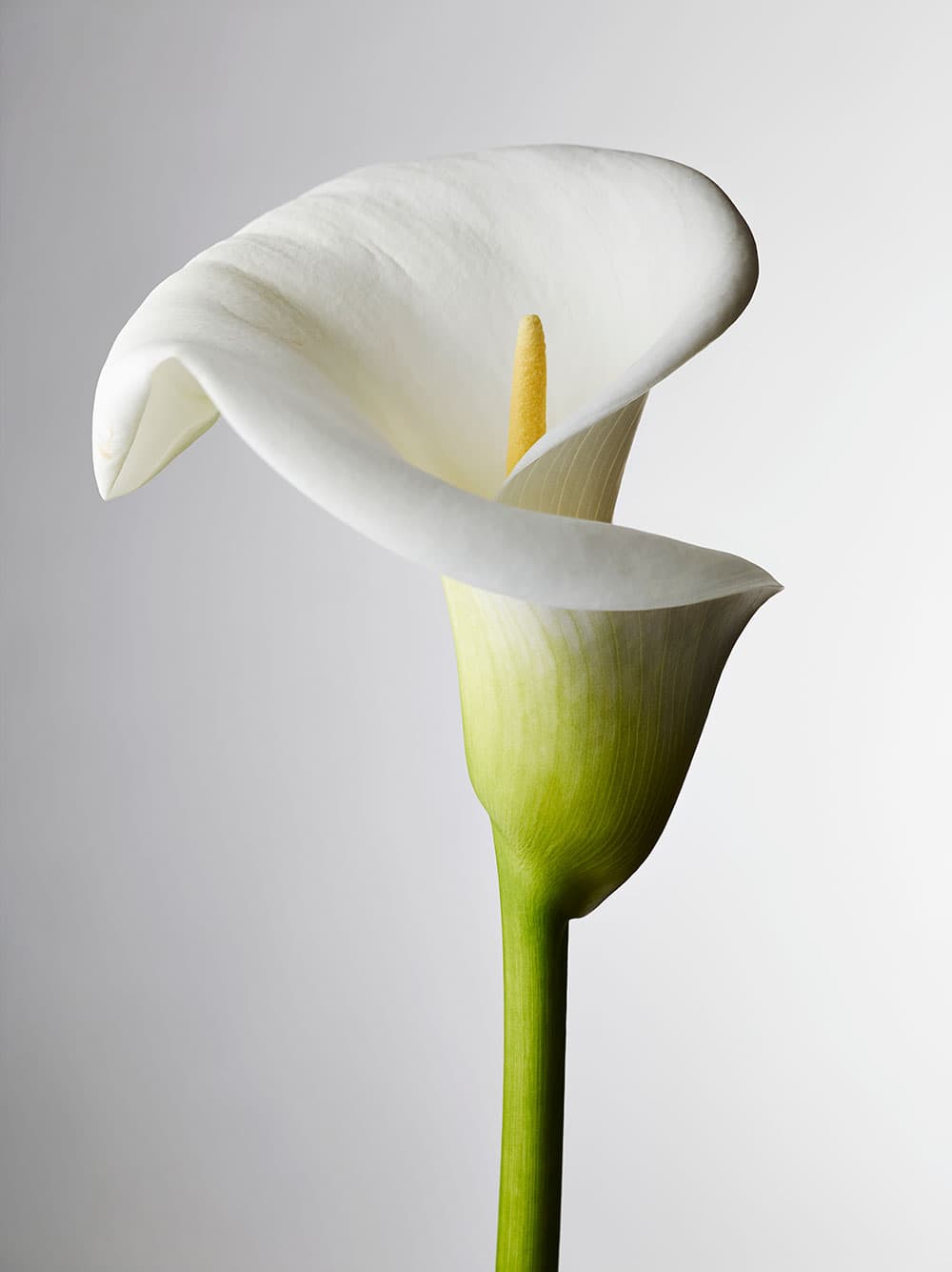Pefect camera set-up - white balance flower