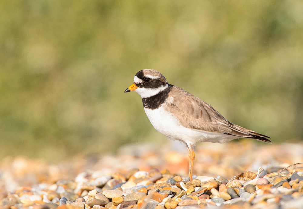 Autumn waders ringed plover