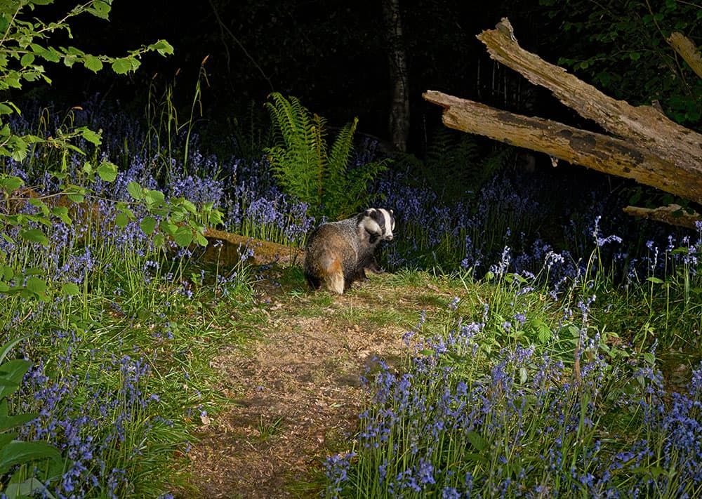 My Wood Badger and Bluebells
