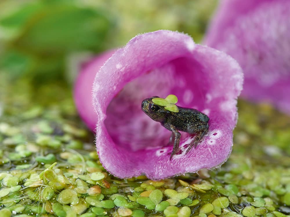 My Wood Toadlet resting on a floating foxglove flower