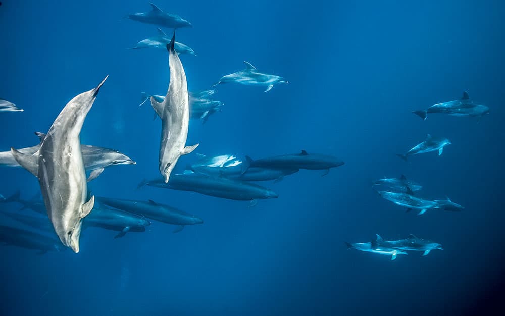 Blue Planet II bottlenose dolphins and false killer whales