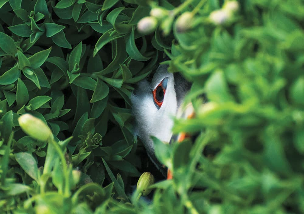 Oliver Teasdale, Puffin in a hole