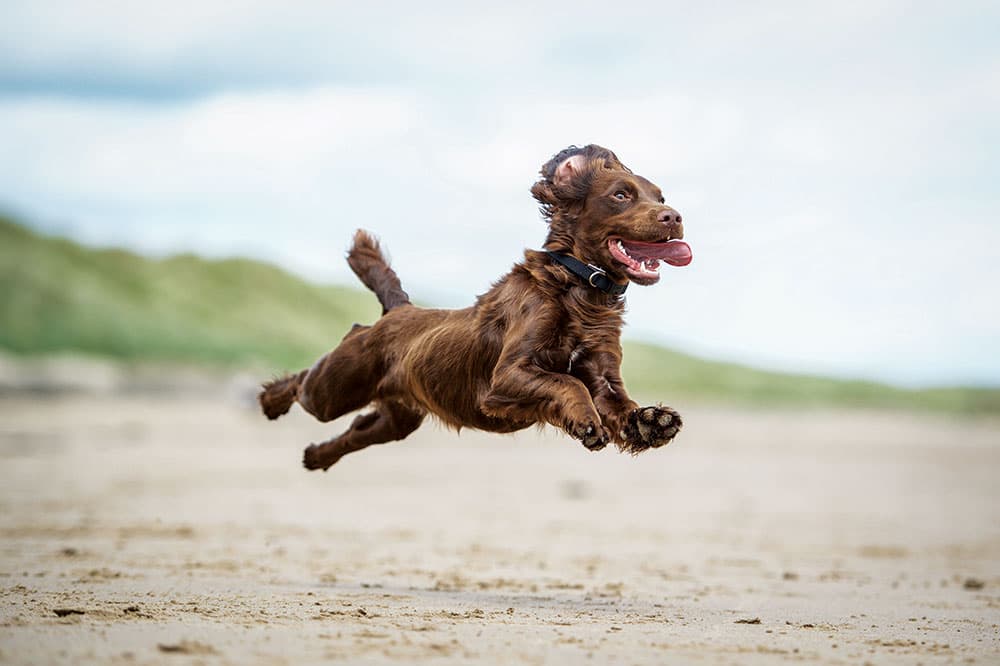 Rebecca Ashworth leaping dog