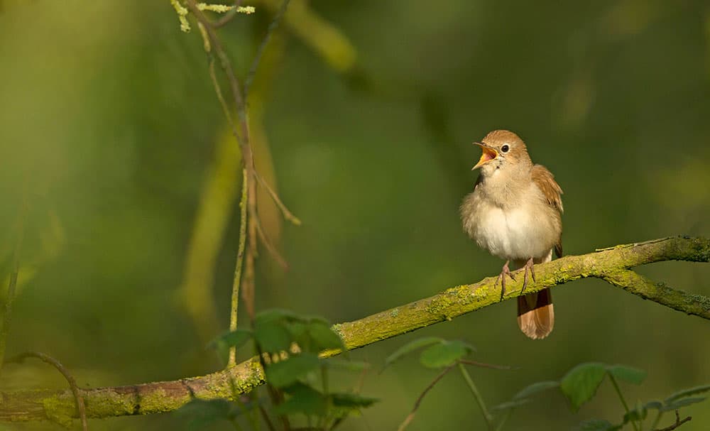 Paul Hobson male nightingale