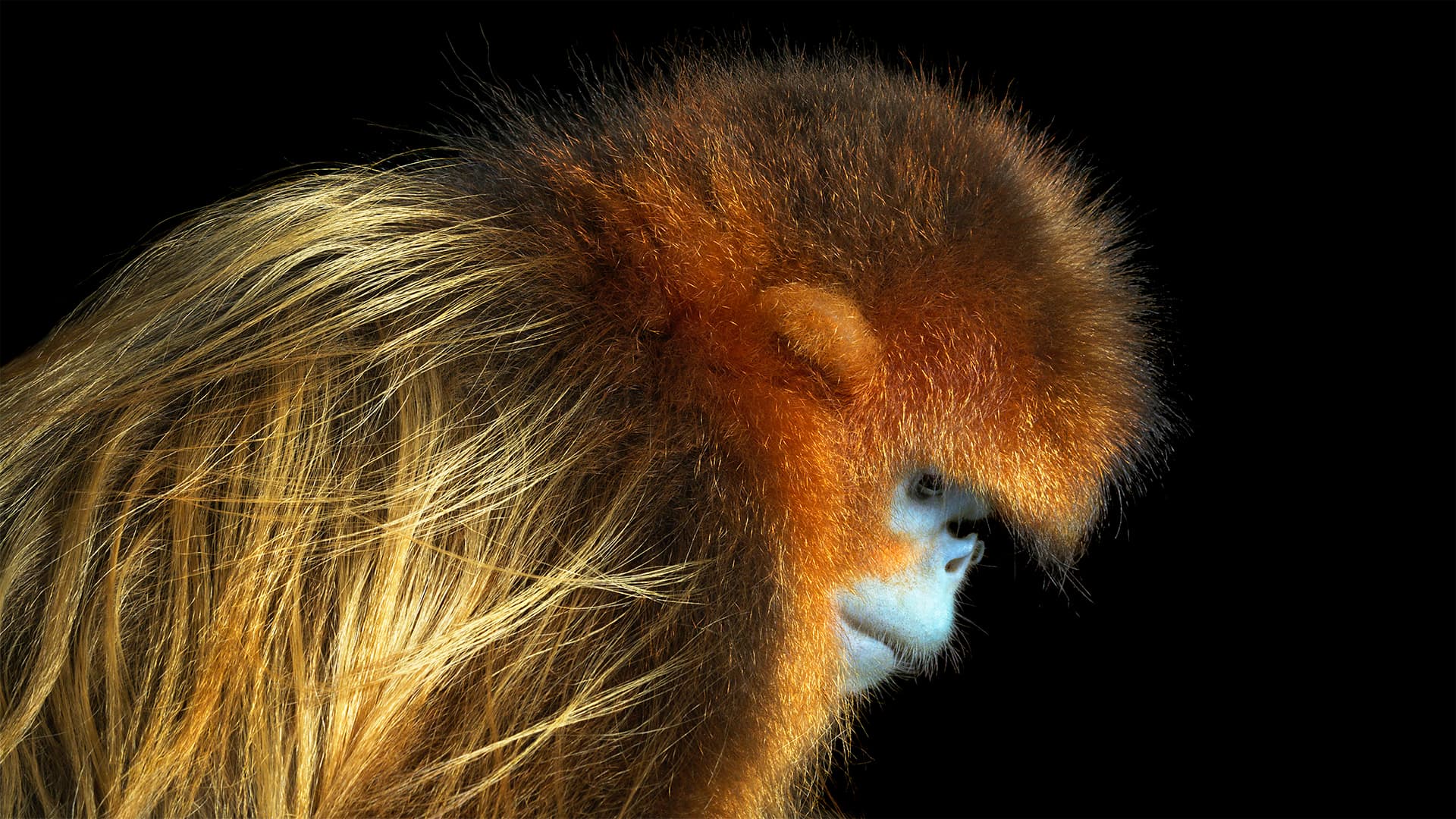 Tim Flach: Golden snub-nosed monkey