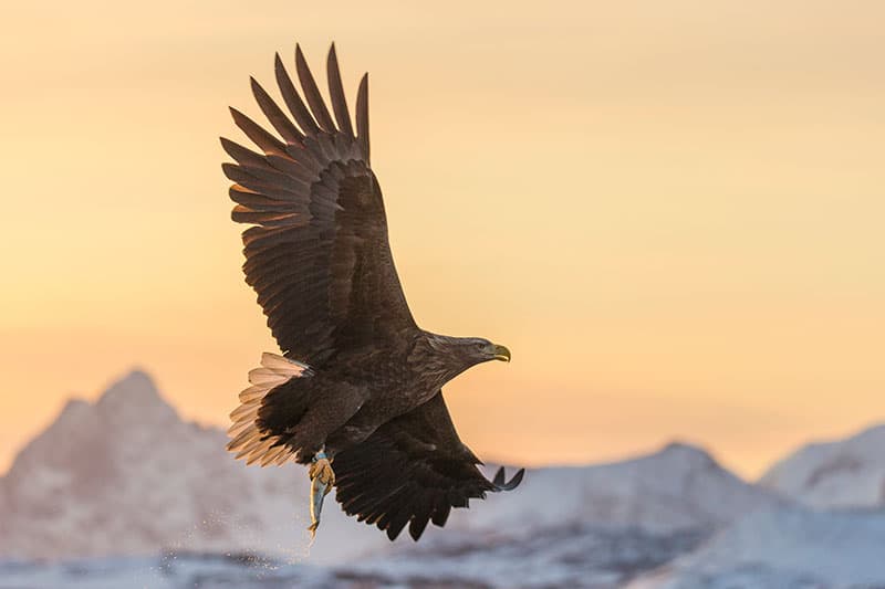 Lofoten Islands white-tailed eagle