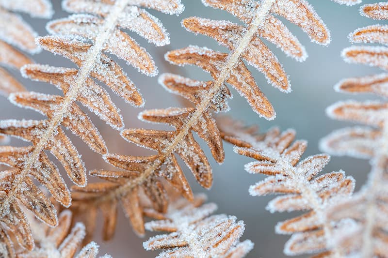 Macro image of a frozen fern