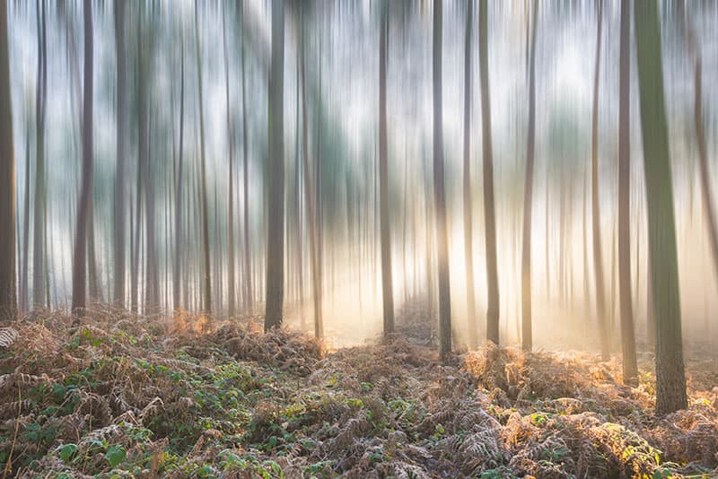Woodlands motion blur