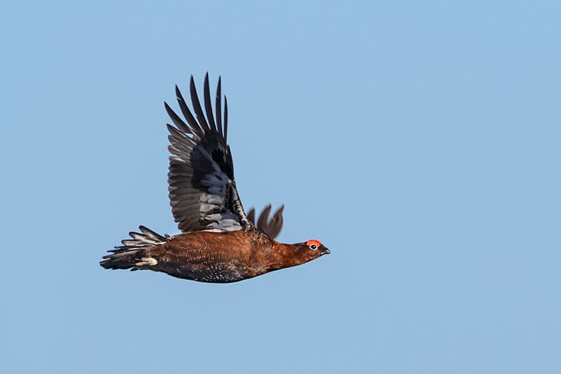 Red grouse in flight