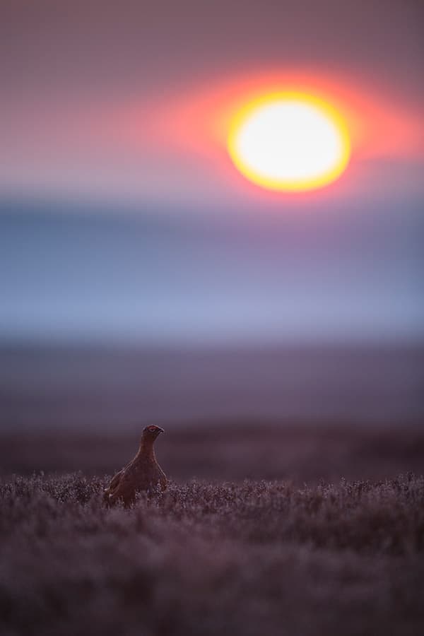 Red grouse with sun