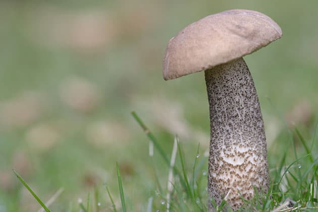 Macro mushroom