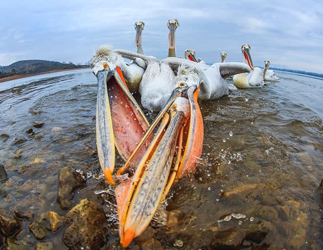 Photo disasters Caron Steele pelicans