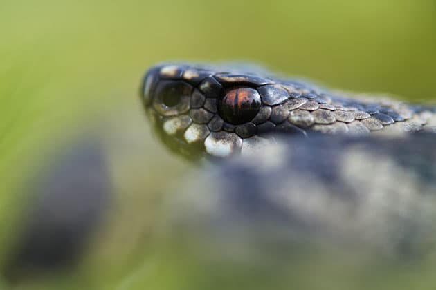 Wildlife snake